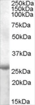 Anti-APOBEC2 (AA 180-190) antibody produced in goat affinity isolated antibody, buffered aqueous solution