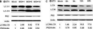 Anti-LC3B antibody produced in rabbit ~1&#160;mg/mL, affinity isolated antibody, buffered aqueous solution