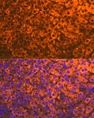 Anti-CYP2D6 Antibody, clone 1X3F0, Rabbit Monoclonal