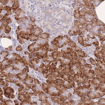 Anti-ZNF510 antibody produced in rabbit Prestige Antibodies&#174; Powered by Atlas Antibodies, affinity isolated antibody, buffered aqueous glycerol solution