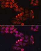 Anti-GSK3B antibody produced in rabbit