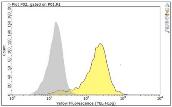 Anti-Ras Antibody, clone RAS10, Alexa Fluor&#8482; 555 Conjugate clone RAS10, from mouse, ALEXA FLUOR&#8482; 555