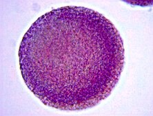 Alkaline Phosphatase Detection Kit This Alkaline Phosphatase Detection Kit is a specific &amp; sensitive tool for the phenotypic assessment of Embryonic Stem (ES) cell differentiation by the determination of AP activity.