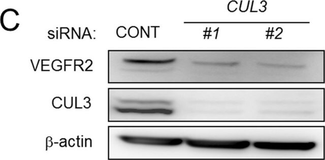 Anti-Cullin 3 antibody ,Mouse monoclonal clone CUL3-9, purified from hybridoma cell culture