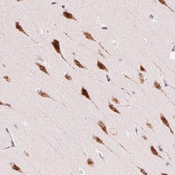 Anti-RPL41 antibody produced in rabbit Prestige Antibodies&#174; Powered by Atlas Antibodies, affinity isolated antibody, buffered aqueous glycerol solution
