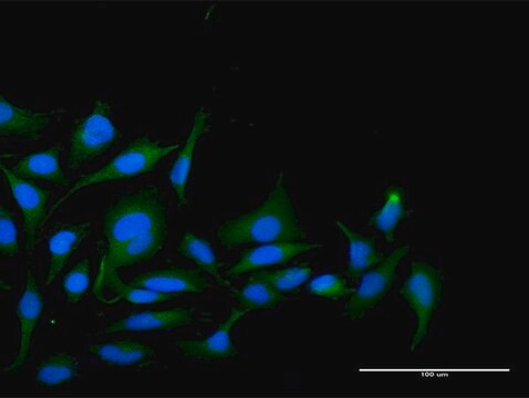 Anti-PPP1R2 antibody produced in rabbit purified immunoglobulin, buffered aqueous solution