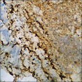 Anti-phospho-PKC-pan (pThr497) antibody produced in rabbit affinity isolated antibody