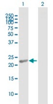 Anti-RCVRN antibody produced in mouse purified immunoglobulin, buffered aqueous solution