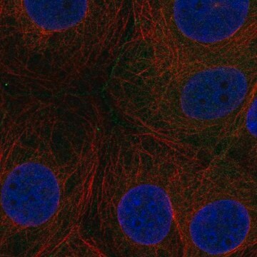 Anti-Fam209A Antibody Produced In Rabbit Prestige Antibodies&#174; Powered by Atlas Antibodies, affinity isolated antibody, buffered aqueous glycerol solution