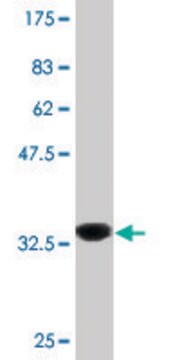 Monoclonal Anti-PLCL2 antibody produced in mouse clone 1C7, purified immunoglobulin, buffered aqueous solution