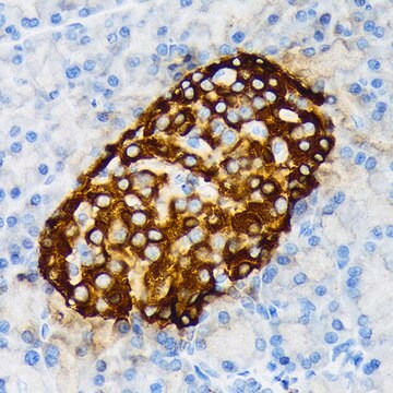 Anti-Chromogranin A Antibody, clone 2N5Q4, Rabbit Monoclonal