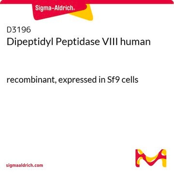 Dipeptidyl Peptidase VIII human recombinant, expressed in Sf9 cells