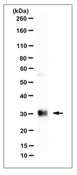 Anti-Prohibitin-1 (PHB1), clone 1G5C1 Antibody clone 1G5C1, from rat