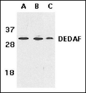 Anti-DEDAF Antibody Chemicon&#174;, from rabbit