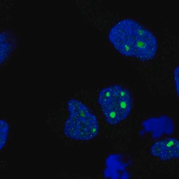 Anti-C8orf34 antibody produced in rabbit Prestige Antibodies&#174; Powered by Atlas Antibodies, affinity isolated antibody