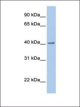 Anti-GFRA2 antibody produced in rabbit affinity isolated antibody