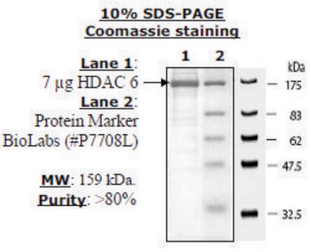 HDAC-6 human recombinant, expressed in baculovirus infected insect cells, &#8805;80% (SDS-PAGE)