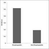 Anti-phospho-NF-kappaB p65 (pThr505) antibody produced in rabbit affinity isolated antibody