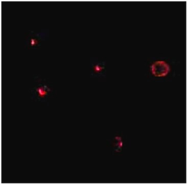 Anti-IL27RA Antibody from rabbit, purified by affinity chromatography