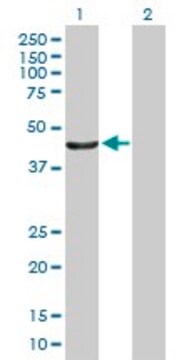 Anti-PTPN2 antibody produced in mouse purified immunoglobulin, buffered aqueous solution