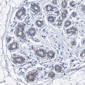 Anti-CSN2 antibody produced in rabbit Prestige Antibodies&#174; Powered by Atlas Antibodies, affinity isolated antibody, buffered aqueous glycerol solution