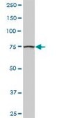 Anti-GOLGA5 antibody produced in rabbit purified immunoglobulin, buffered aqueous solution