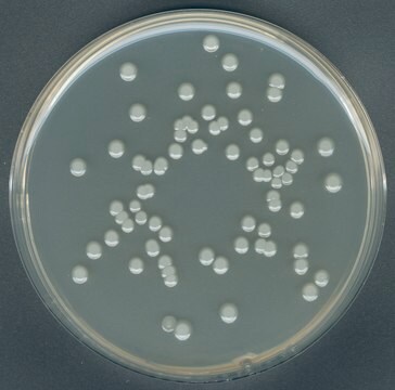 Plate Count Agar suitable for microbiology, NutriSelect&#174; Plus