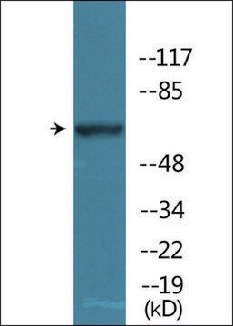 Anti-phospho-WEE1 (pSer642) antibody produced in rabbit affinity isolated antibody