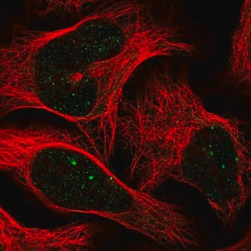 Anti-CBX4 antibody produced in rabbit Prestige Antibodies&#174; Powered by Atlas Antibodies, affinity isolated antibody