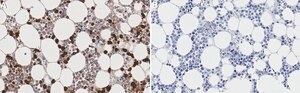 Anti-Neutrophil Elastase Antibody, clone 1B2 ZooMAb&#174; Rabbit Monoclonal recombinant, expressed in HEK 293 cells