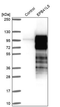 Anti-EPB41L5 antibody produced in rabbit Prestige Antibodies&#174; Powered by Atlas Antibodies, affinity isolated antibody, buffered aqueous glycerol solution