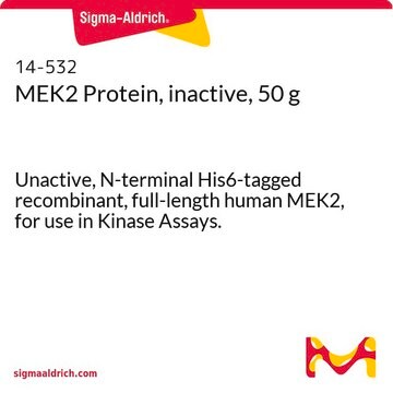 MEK2 Protein, inactive, 50 g Unactive, N-terminal His6-tagged recombinant, full-length human MEK2, for use in Kinase Assays.