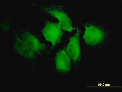 Monoclonal Anti-NOTCH2NL antibody produced in mouse clone 2G12-2A5, purified immunoglobulin, buffered aqueous solution