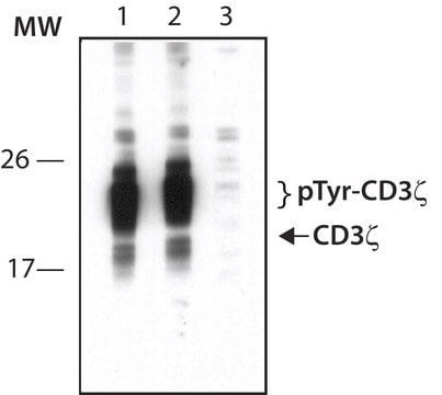 Anti-phospho-CD3&#950; (pTyr142) antibody produced in rabbit ~1.0&#160;mg/mL, affinity isolated antibody