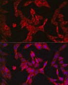 Anti-LDHA antibody produced in rabbit