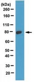 Anti-Paris/ZNF746 Antibody, clone N196/16 clone N196/16, from mouse
