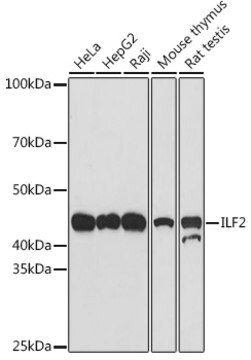 Anti-ILF2 Antibody, clone 5P1K2, Rabbit Monoclonal