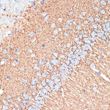 Anti-VAMP1 antibody produced in rabbit