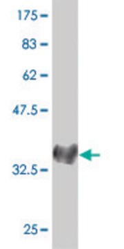 Monoclonal Anti-NEUROG1 antibody produced in mouse clone 1F10, purified immunoglobulin, buffered aqueous solution