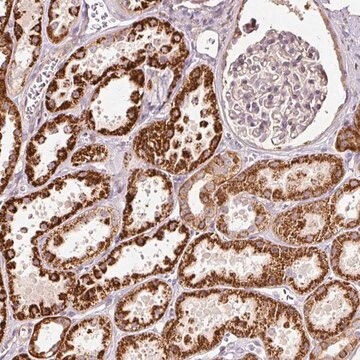 Anti-ETF1 antibody produced in rabbit Prestige Antibodies&#174; Powered by Atlas Antibodies, affinity isolated antibody, buffered aqueous glycerol solution