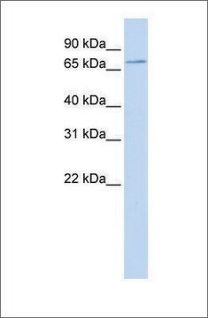 Anti-SLC5A5 antibody produced in rabbit affinity isolated antibody