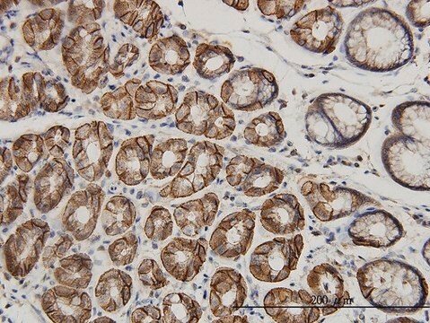 Monoclonal Anti-AHCYL1 antibody produced in mouse clone 5D6, purified immunoglobulin, buffered aqueous solution