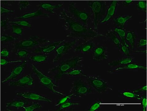 Monoclonal Anti-ZNFN1A3 antibody produced in mouse clone 3H5-G7, purified immunoglobulin, buffered aqueous solution