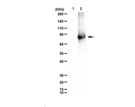 Anti-HMG-Lysine from rabbit