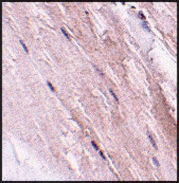 Anti-NIPSNAP2 (ab1) antibody produced in rabbit affinity isolated antibody, buffered aqueous solution