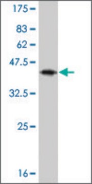 Monoclonal Anti-IL13 antibody produced in mouse clone 7E4, purified immunoglobulin, buffered aqueous solution