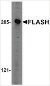 Anti-FLASH antibody produced in rabbit affinity isolated antibody, buffered aqueous solution