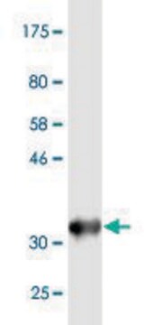 Monoclonal Anti-DHX9, (N-terminal) antibody produced in mouse clone 1D10, purified immunoglobulin, buffered aqueous solution