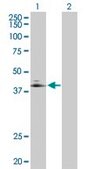 Anti-ADORA2A antibody produced in rabbit purified immunoglobulin, buffered aqueous solution
