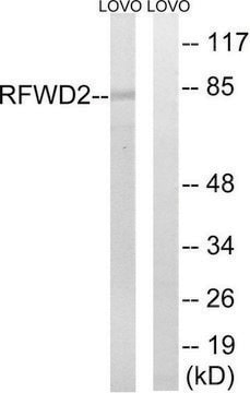 Anti-RFWD2, C-Terminal antibody produced in rabbit affinity isolated antibody